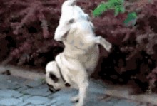 巴哥最新爆料新闻,最新爆料新闻背后的惊人真相